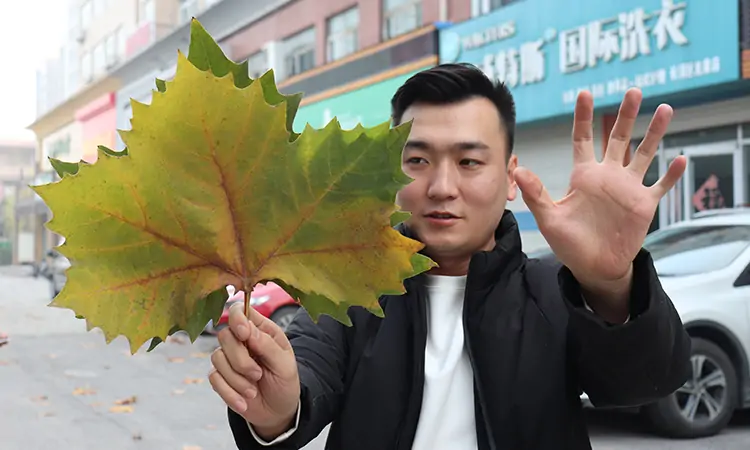 純電動(dòng)樹(shù)葉收集車(chē)